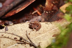 Microhyla nepenthicola