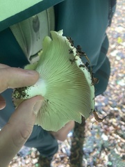 Russulaceae