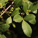 Searsia natalensis - Photo (c) Robert Taylor, algunos derechos reservados (CC BY), subido por Robert Taylor