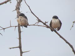 Hirundo dimidiata dimidiata