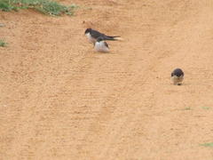 Hirundo dimidiata dimidiata