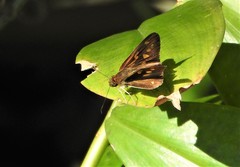 Calpodes longirostris