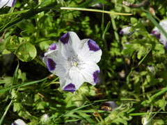 Nemophila maculata