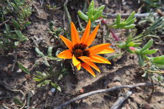 Gazania rigida