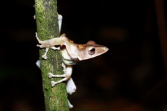 Polypedates colletti