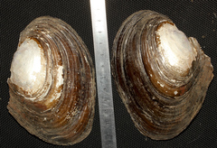 Potamilus ohiensis