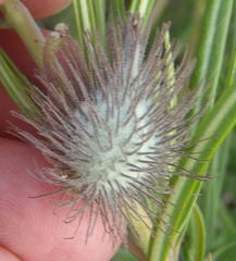 Gomphocarpus tomentosus tomentosus