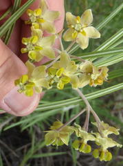 Gomphocarpus tomentosus tomentosus