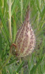Gomphocarpus tomentosus tomentosus