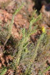 Osteospermum polygaloides