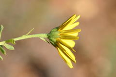 Osteospermum polygaloides