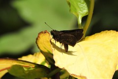 Hesperiinae