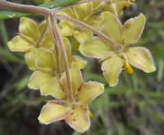 Gomphocarpus tomentosus tomentosus