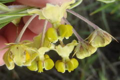 Gomphocarpus tomentosus tomentosus