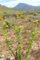 Osteospermum polygaloides polygaloides