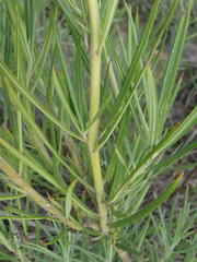Gomphocarpus tomentosus tomentosus