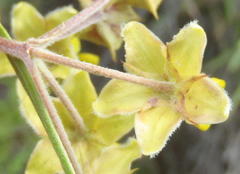 Gomphocarpus tomentosus tomentosus