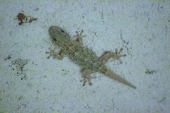 Tarentola mauritanica