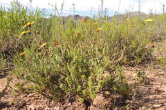 Ursinia discolor