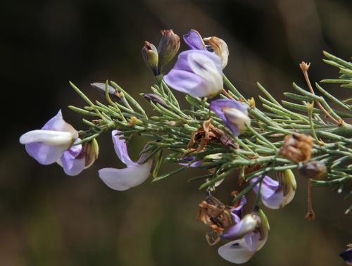 Pakhuis Fountainbush Hybrid (Psoralea intonsa)