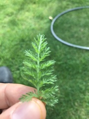Achillea millefolium