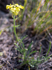 Erysimum flavum altaicum