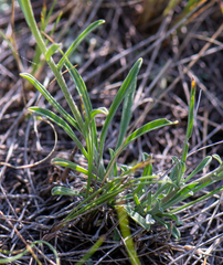 Erysimum flavum altaicum