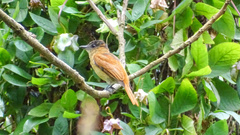 Pachyramphus homochrous