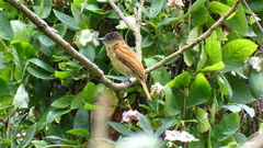 Pachyramphus homochrous