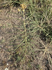 Asclepias engelmanniana