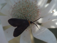 Pollanisus subdolosa