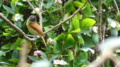 Pachyramphus homochrous