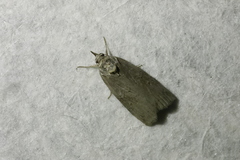 Nycteola asiatica