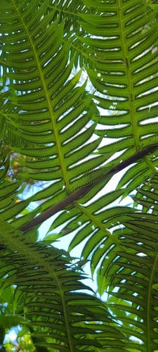Image of Cyathea horrida by (c) ritirene, some rights reserved (CC BY)