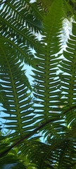 Cyathea horrida