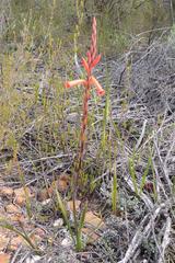 Watsonia aletroides