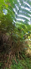 Cyathea horrida