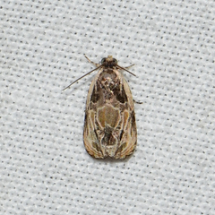 Olethreutes griseoalbana