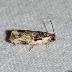 Olethreutes griseoalbana