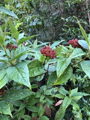 Viburnum urceolatum