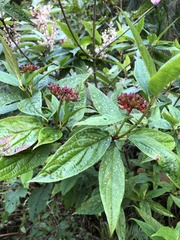 Viburnum urceolatum