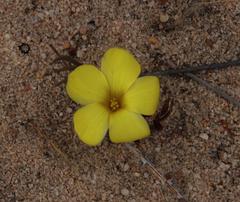 Oxalis flava flava