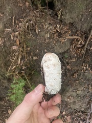 Coprinus comatus