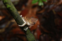 Polypedates colletti