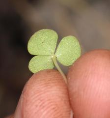 Oxalis fergusonae