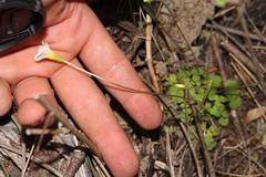 Oxalis fergusonae