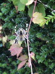Araneus diadematus