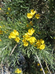 Calobota cytisoides