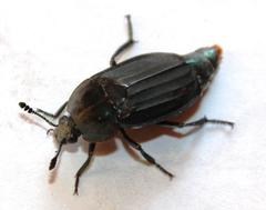 Thanatophilus micans