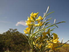 Calobota cytisoides
